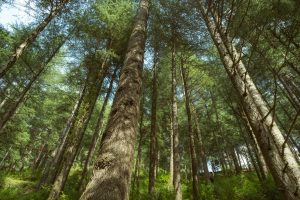 low angle shot of trees in a forest in summer