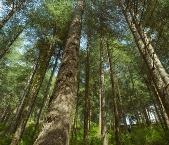 low angle shot of trees in a forest in summer