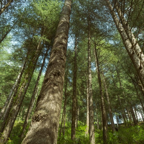 low angle shot of trees in a forest in summer