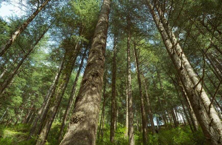 low angle shot of trees in a forest in summer