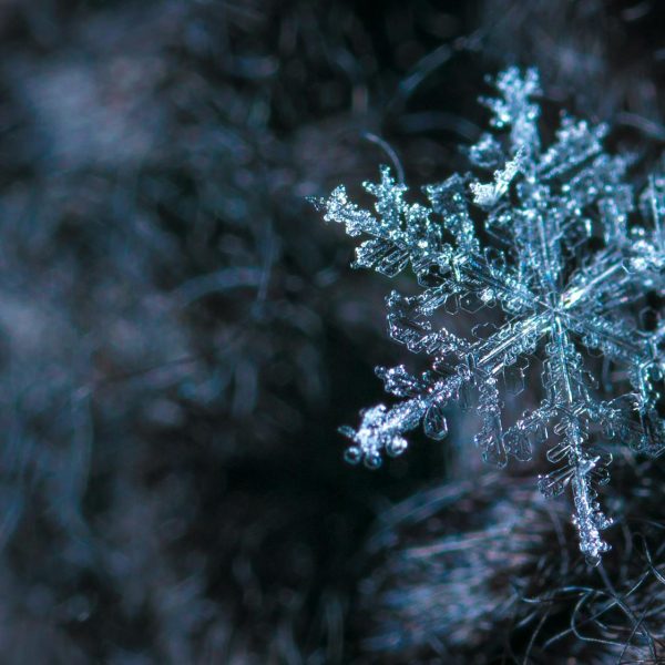 close up photography of snowflake